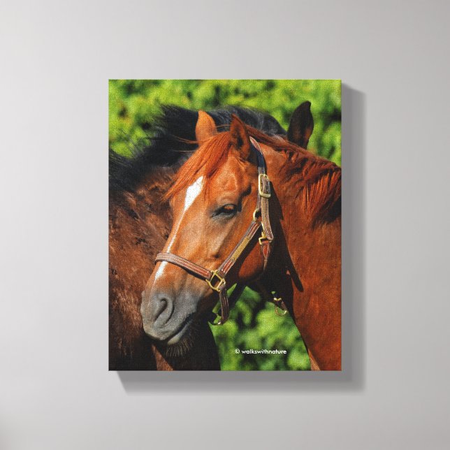 Two Beautiful Chestnut Horses in the Sun Canvas Print (Front)