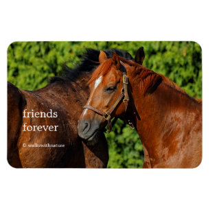 Two Beautiful Chestnut Horses in the Sun Magnet