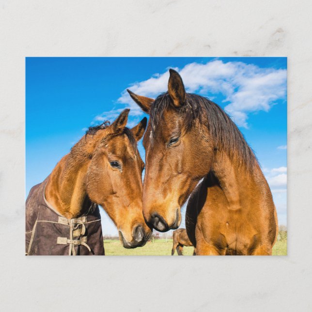 Two Beautiful Horses  Postcard (Front)