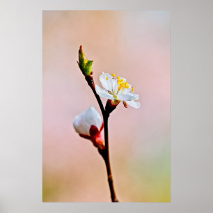 Two Beautiful Japanese Apricot Flowers Poster