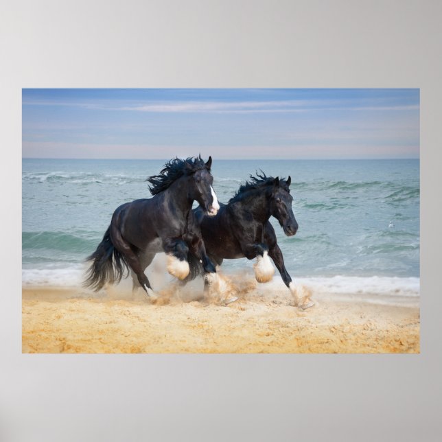 Two Beautiful Shire Horses Running Along The Beach Poster (Front)
