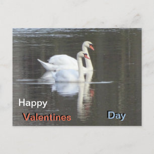 Two beautiful Swans Valentines Postcard