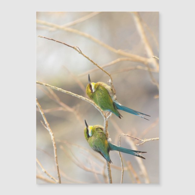 Two Bee-eaters (Front)