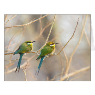 Two Bee-eaters