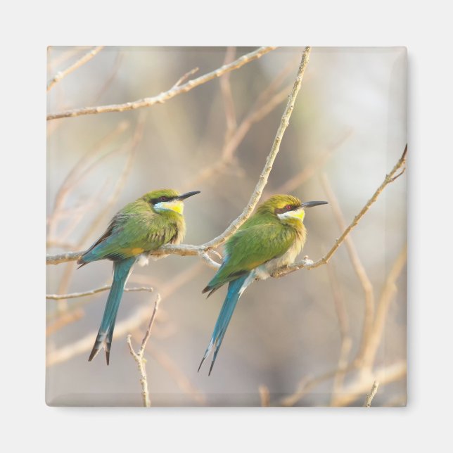 Two Bee-eaters Magnet (Front)