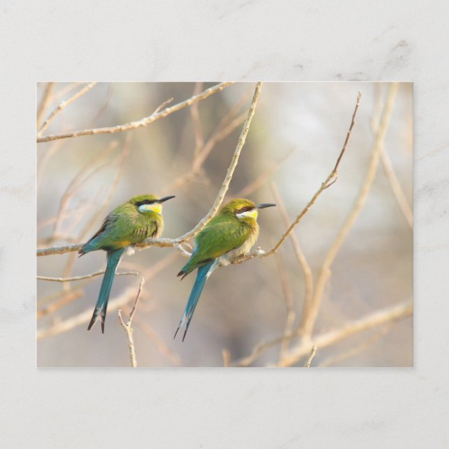 Two Bee-eaters Postcard (Front)