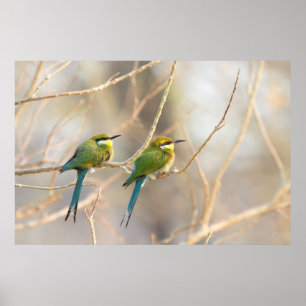 Two Bee-eaters Poster