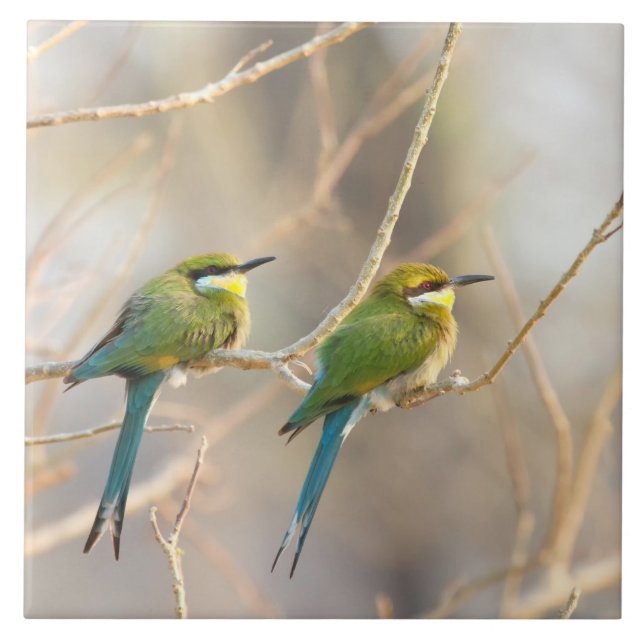 Two Bee-eaters Tile (Front)