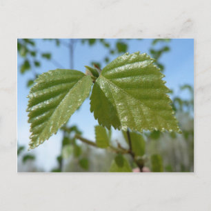 Two Birch Leav Postcard