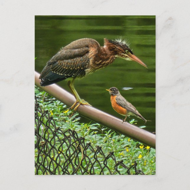 Two birds holiday postcard (Front)