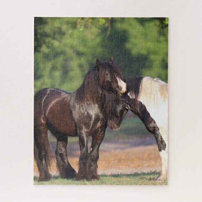 Two Black and White Gypsy Vanners Meeting Jigsaw Puzzle (Vertical)