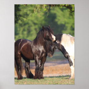 Two Black and White Gypsy Vanners Meeting Poster