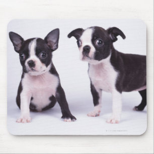 Two black and white puppies mouse pad