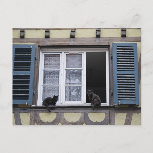 Two Black Cats at Window Postcard (Front)