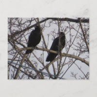 Two Black Crow Birds In A Tree