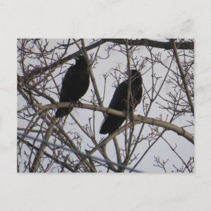 Two Black Crow Birds In A Tree Postcard