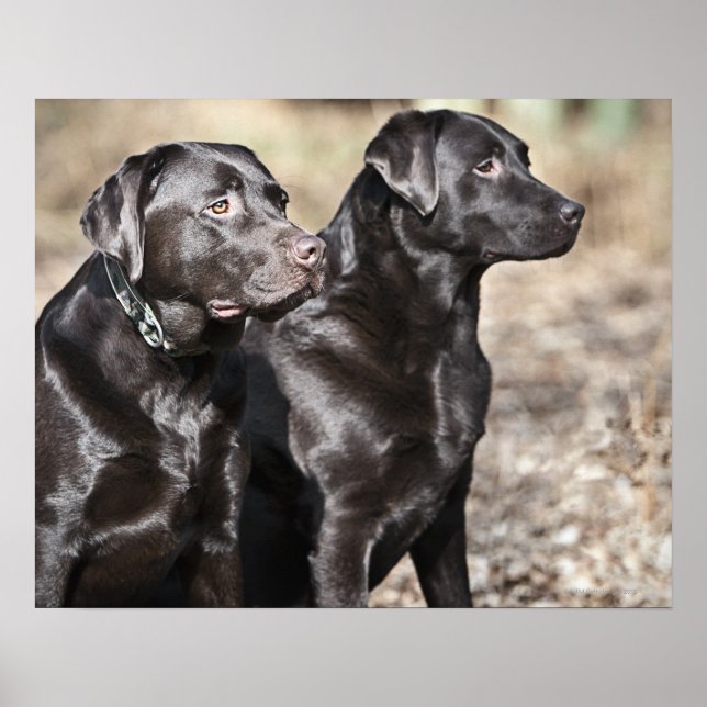 Two Black Labrador retrievers Poster (Front)