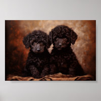 Two Black Poodle puppies