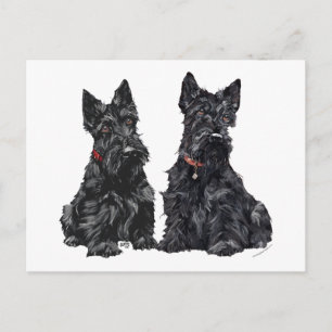Two Black Scottish Terriers Postcard