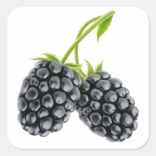Two blackberries on long stem square sticker