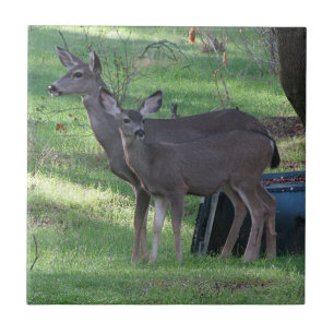 Two Blacktail Deer Ceramic Tile