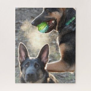 Two Blue German Shepherds playing with Ball Jigsaw Puzzle