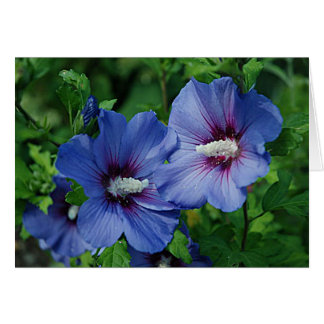 Two Blue Hibiscus Flowers on Plant