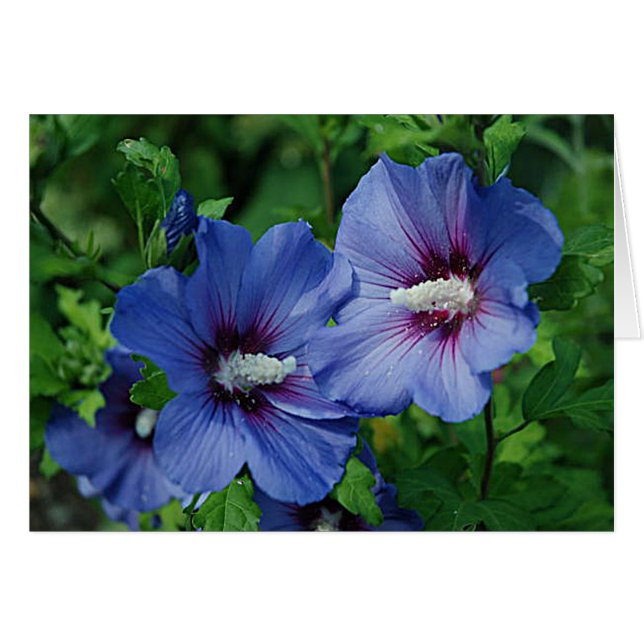 Two Blue Hibiscus Flowers on Plant (Front Horizontal)