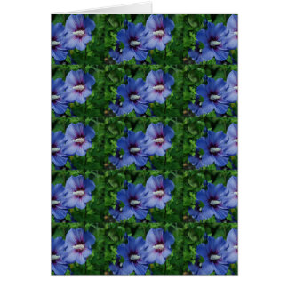 Two Blue Hibiscus Flowers on Plant