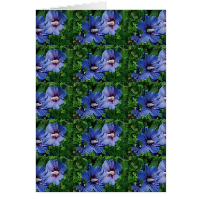 Two Blue Hibiscus Flowers on Plant (Front)