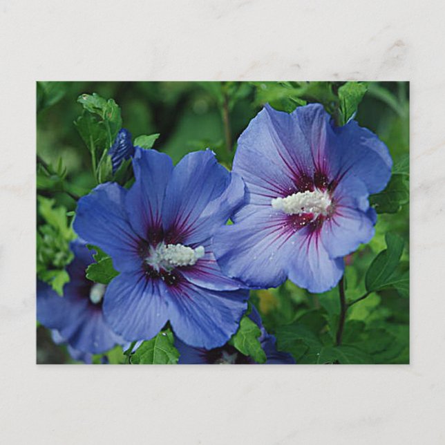 Two Blue Hibiscus Flowers on Plant Postcard (Front)