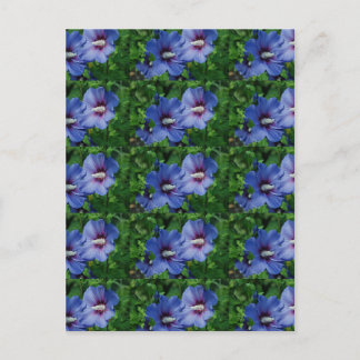 Two Blue Hibiscus Flowers on Plant Postcard