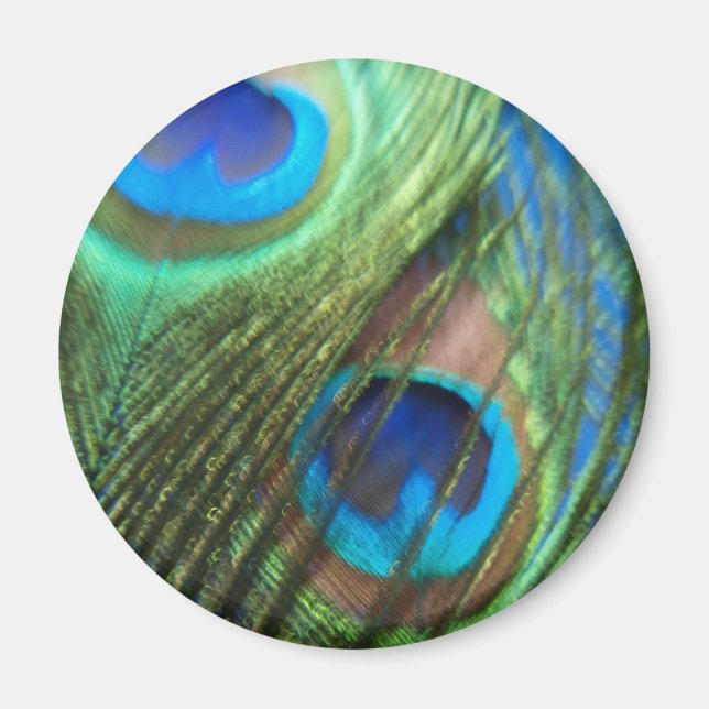 Two Blue Peacock Feathers Magnet (Front)