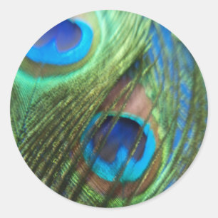 Two Blue Peacock Feathers Stickers