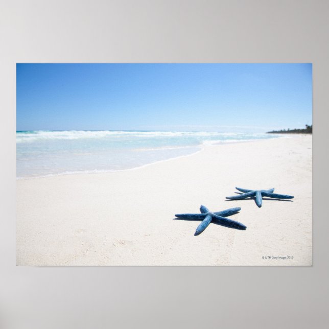 Two blue starfish at water's edge on tropical 2 poster (Front)