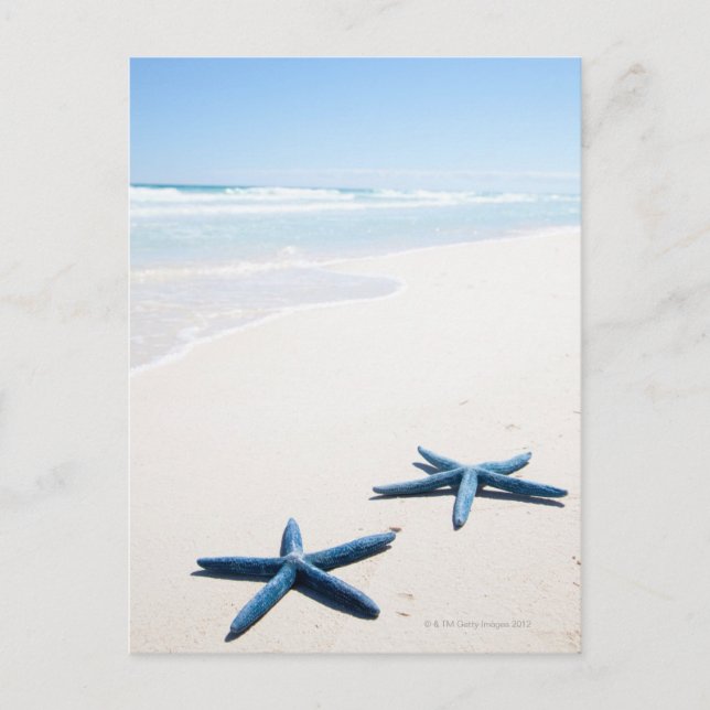 Two blue starfish at water's edge on tropical postcard (Front)