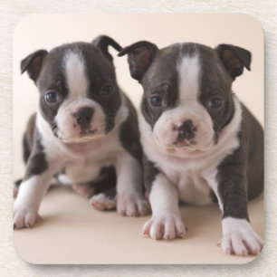 Two Boston Terrier Puppies Coaster