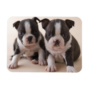 Two Boston Terrier Puppies Magnet