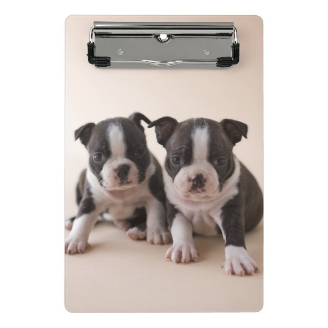 Two Boston Terrier Puppies Mini Clipboard (Front)