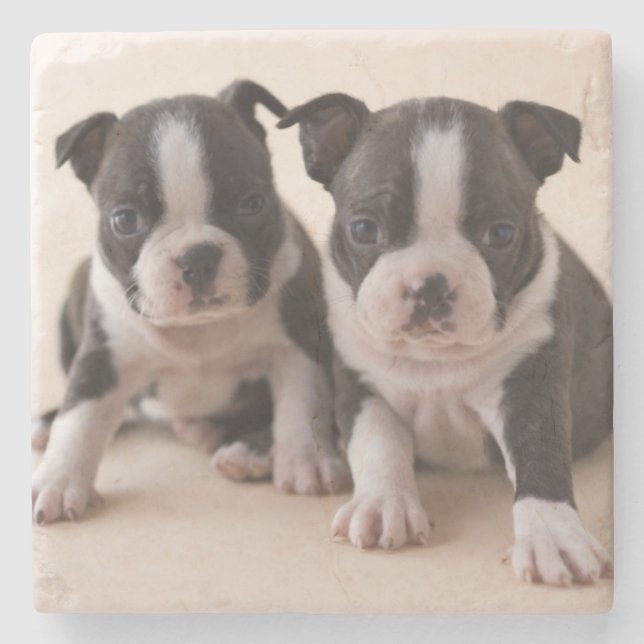 Two Boston Terrier Puppies Stone Coaster (Front)