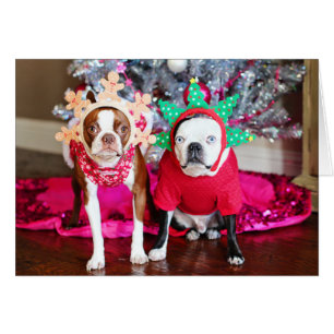 Two BostonTerriers
