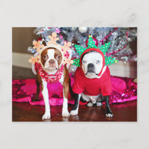 Two BostonTerriers Postcard