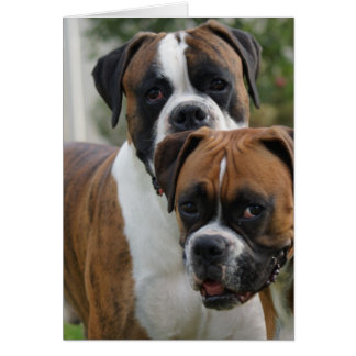 Two Boxer Dogs