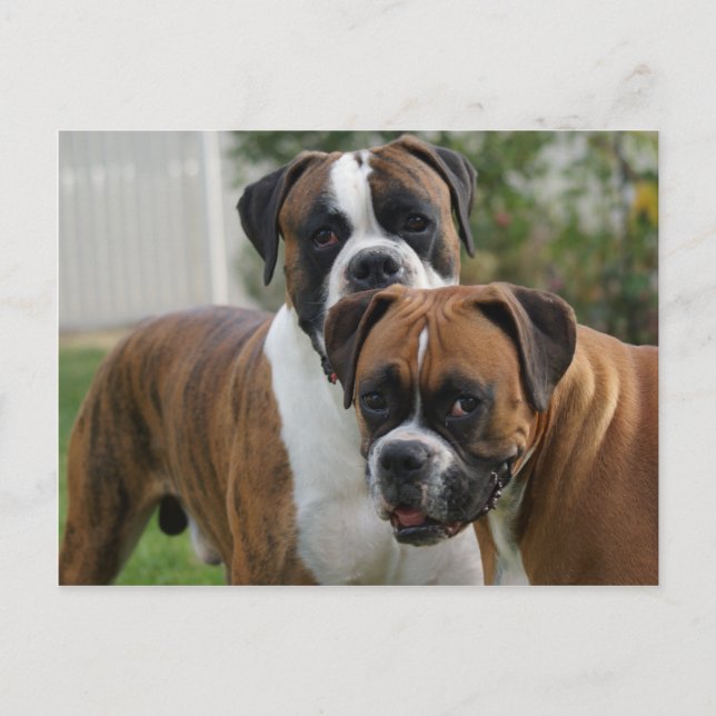 Two Boxer Dogs Postcard (Front)