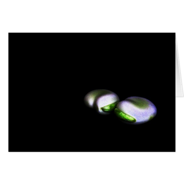 Two Broad Beans gccna (Front Horizontal)