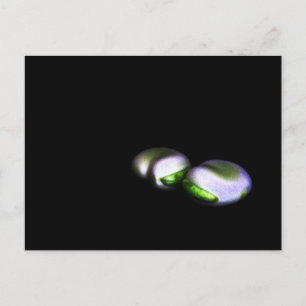 Two Broad Beans pccnm Postcard