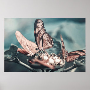 TWO BROWN-AND-BLACK BUTTERFLIES ON TOP OF FLOWER B POSTER