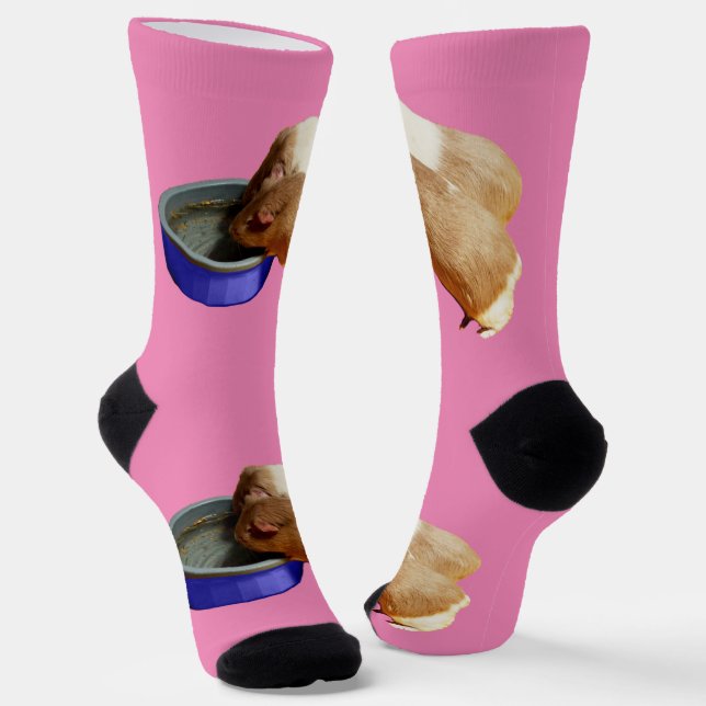 Two Brown And White Guinea Pigs Drinking, Socks (Angled)