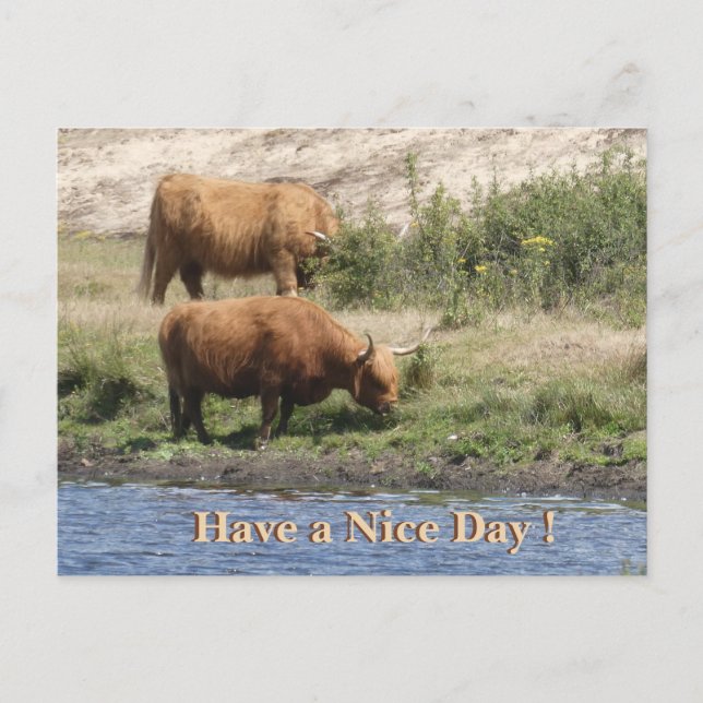 Two Brown Cows Cust. Have a Nice Day Postcard (Front)