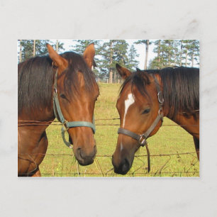 Two Brown Horses In A Field, Thoughtful Horses Postcard